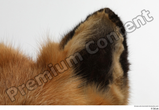 Red fox ear 0006.jpg